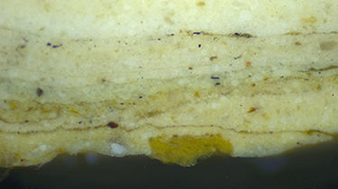 Dark brown primer contrasts with the cream-colored finish in this magnified cross section of a Can Rensselaer Hall sample.