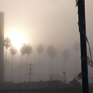 View of palm trees through smog