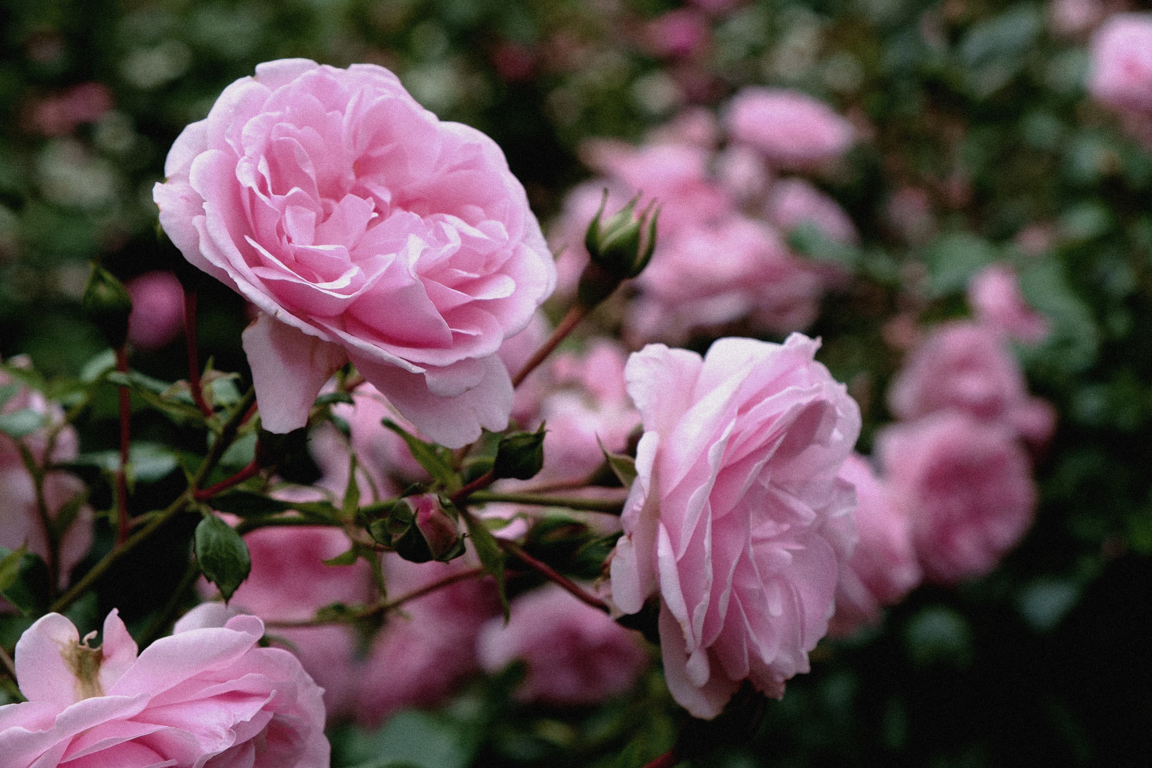 Close up on pink roses in a garden