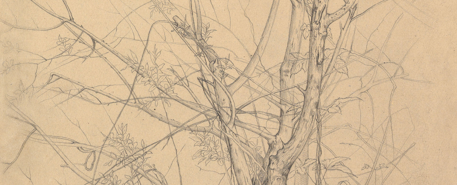 beautiful pencil sketches of trees