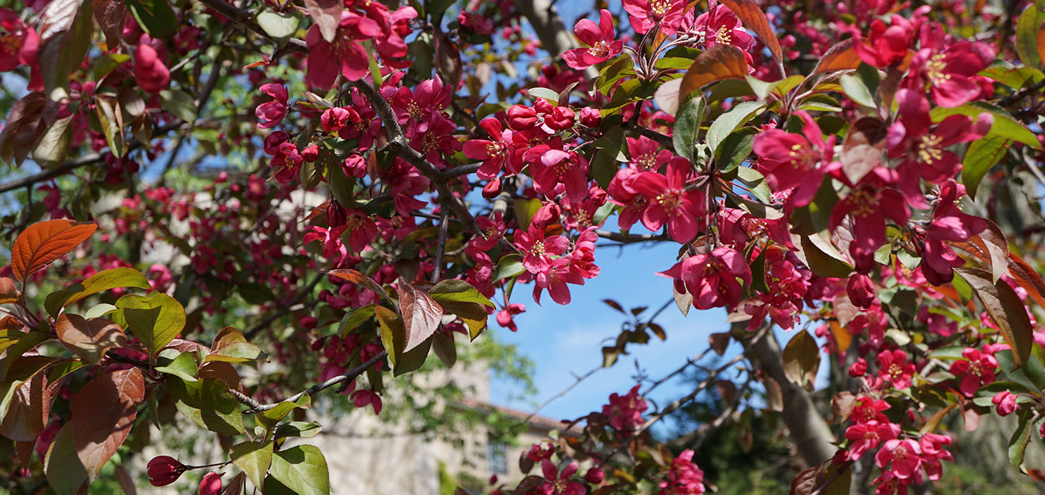 Close-up branches covered in bright fuchsia flowers and green-amber autumn leaves against a stone facade and clear blue sky