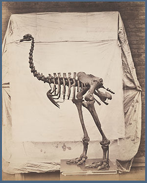 <i>Elephantine Moa (Dinornis elephantopus), an Extinct Wingless Bird, in the Gallery of Fossils, British Museum</i>