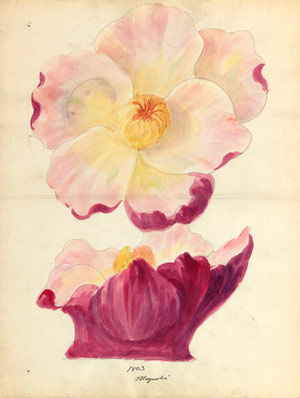 Design drawing of magnolia blossom for floral capital from loggia, Laurelton Hall