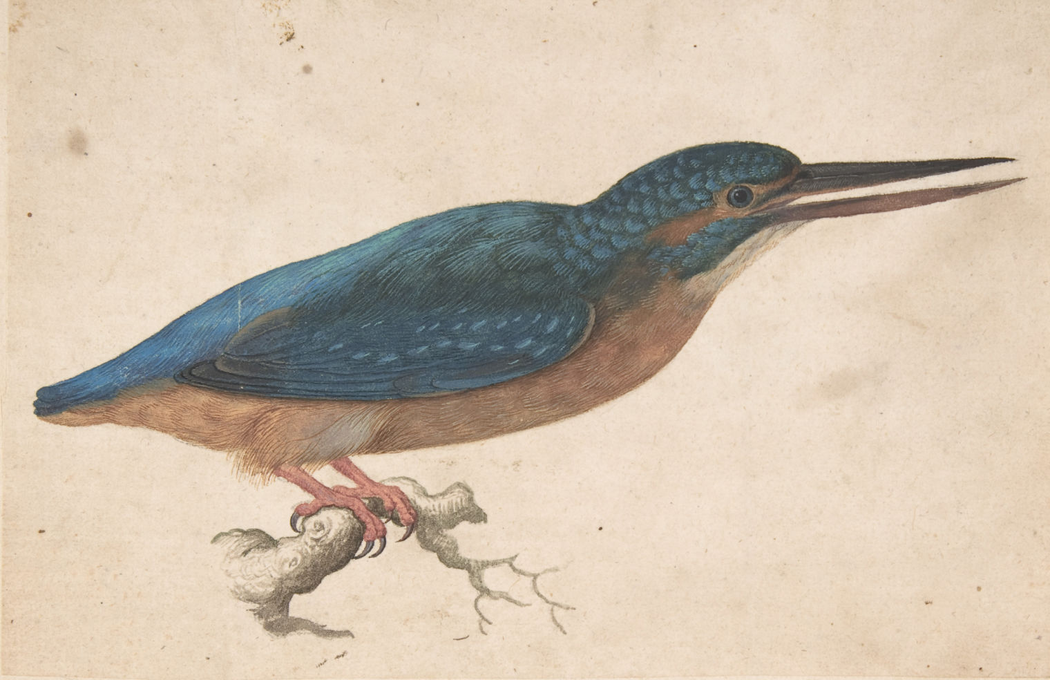 Watercolor of a blue and brown kingfisher on a branch