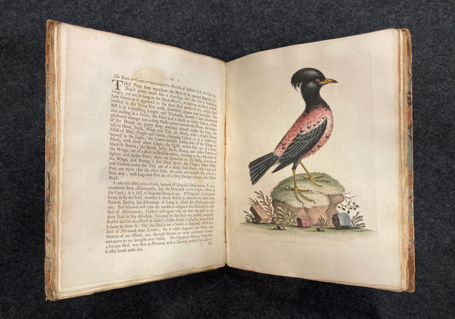 Book on a black background open to a page showing a black and red bird and text about the Rose or Carnation-colored Ouzel of Aldrov