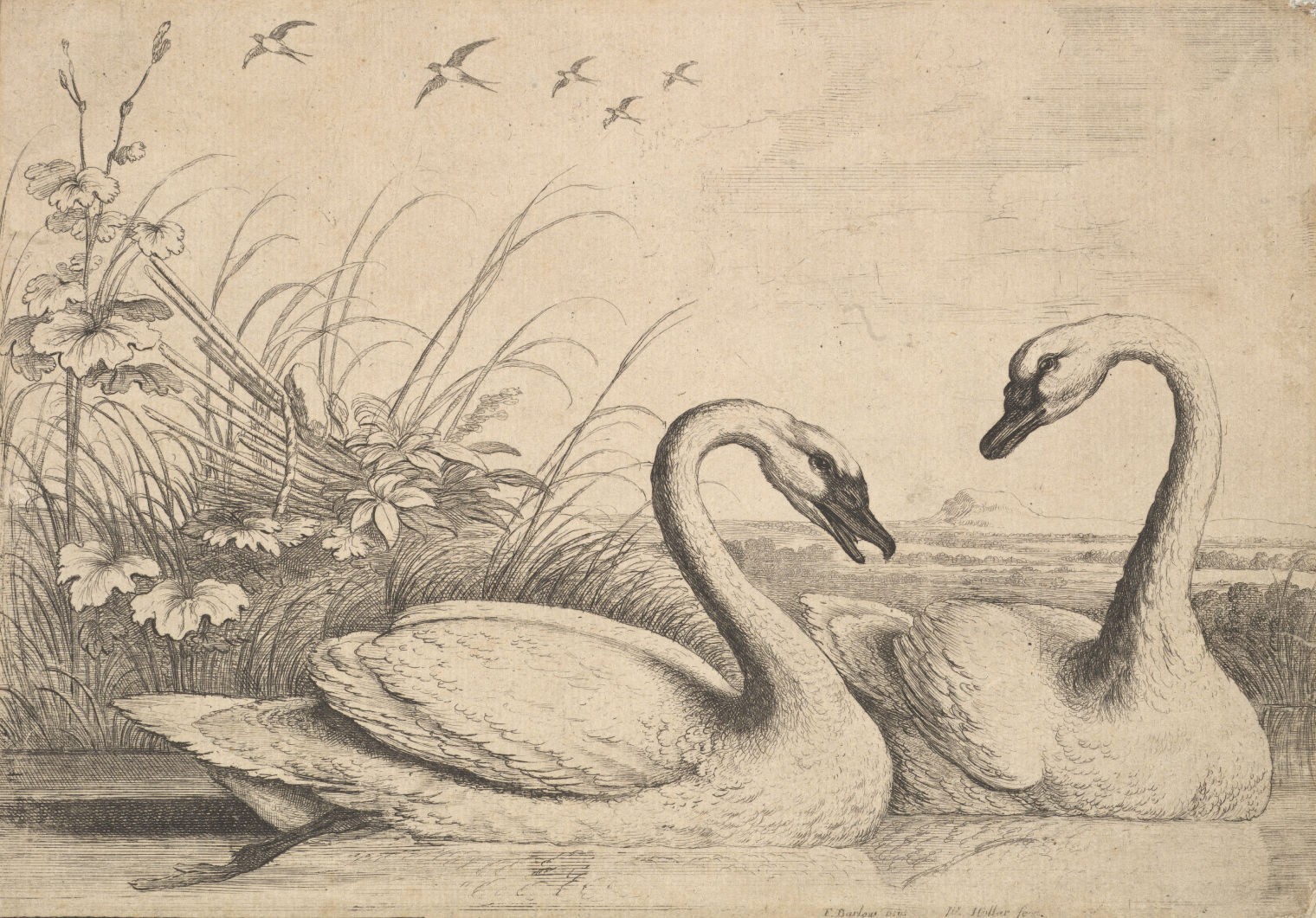 Black and white etching of swans on water with flowers on the background