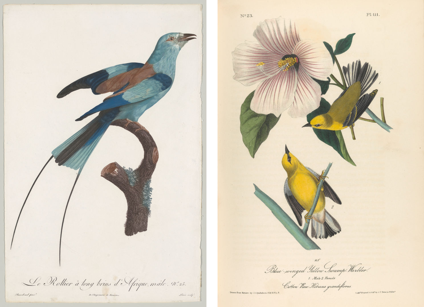 Composite of two illustrations, to the left a blue-winged yellow swamp warbler on a branch and to the right two yellow parakeets next to a flower