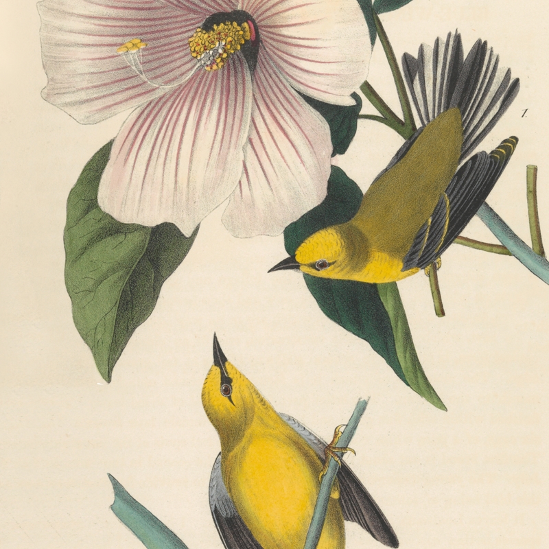 Composite of two blue-winged yellow swamp warblers next to a flower
