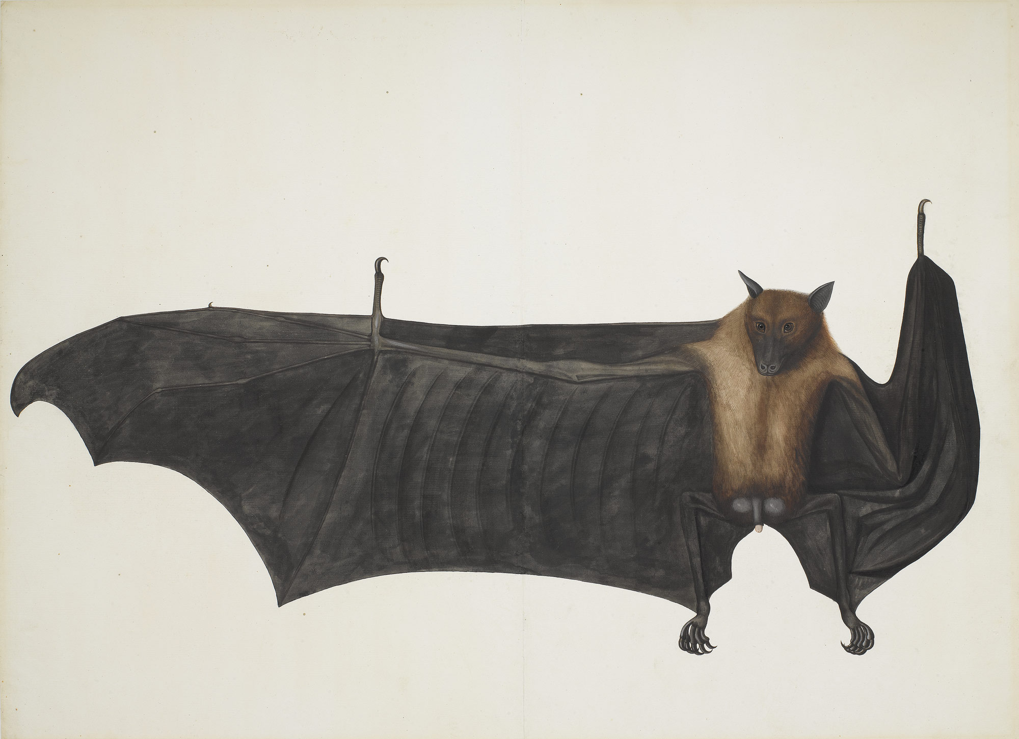 Great Indian Fruit Bat | Attributed to Bhawani Das | 2008.312 | Work of